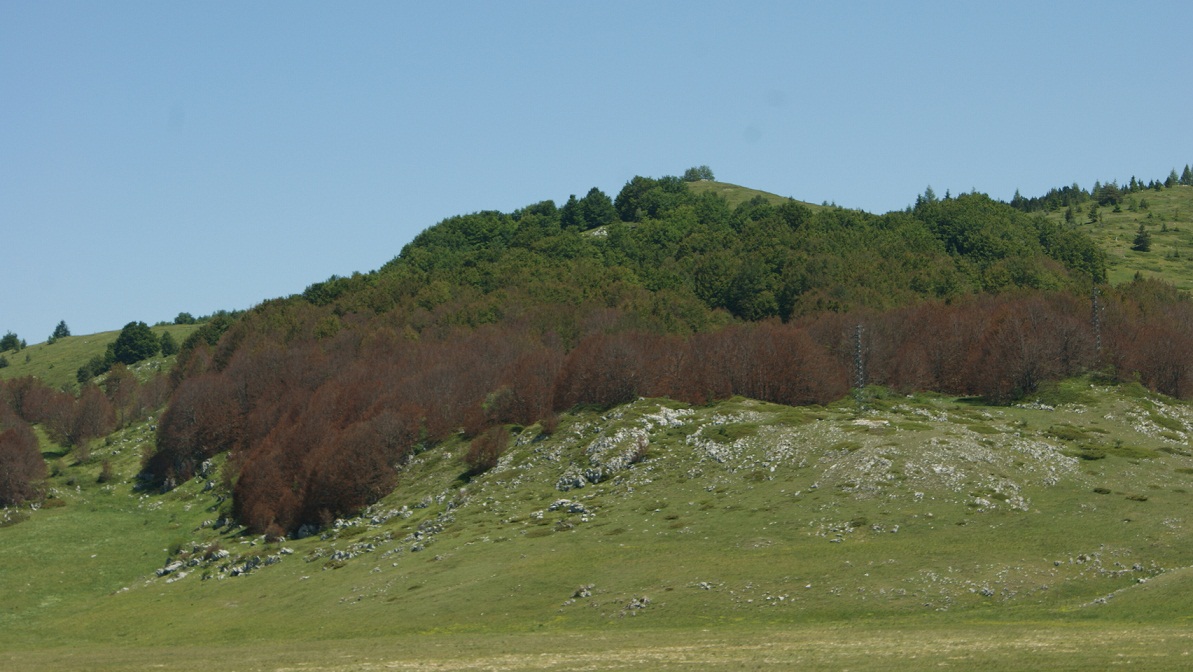 ontani autunali in tarda primavera